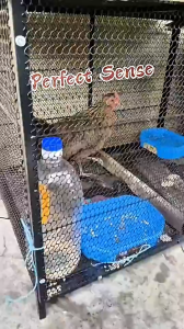 Ready Stock High Quality Steel Large Space Chicken Cage Encrypted Duck Cage Rabbit Cage