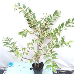 Cây ổi cẩm thạch cây 80cm trái  ăn rất giòn ngon và rất ít hạt trồng quanh năm