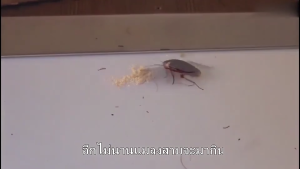 ยาฆ่าแมลงสาบ ไม่มีแมลงสาบในระยะ 1000 เมตร กำจัดแมลงสาบ ได้ผล100% สูตรปลอดภัย ยากำจัดแมลงสาบ ปลอดภัยต่อคนและสัตว์เลี้ยง