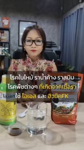 แก้ใบไหม้ แก้ราในต้นอ้อย ได้ตรงจุด ไอเอส ฟื้นฟูพืช แข็งแรง ดินดี ดูดซึมธาตุอาหารได้ดี ปุ๋ยฮิวมิค FK