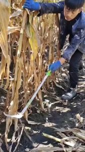 Sabit Rumput Alat Memanen Sayuran Alat Alat Pecabut Rumput ( Alat Panen Padi Dan Rumput Berkebun