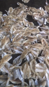 Ikan Asin kalapan Murah Belah gurih