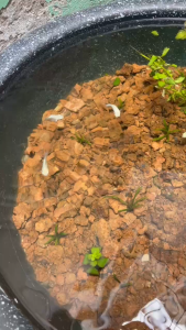 Hủ 50g Artemia sấy khô Không Cần Ấp Artemia Bột  50g - Thức Ăn Cá Cho Cá con mới đẻ Cá Bảy Màu Betta Cá Dĩa....