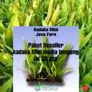 Kadaka Mini Aquascape Media Lempeng Pakis isi 30 Pcs