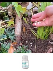 2-in-1 Fertilizer And Insecticide TBH Pesticides for plants Plant fertilizer 200 tablets/ bottle racun serangga perosak tanaman ( Kills spider mites mealybug Provides Nutrients and Promotes Flowering ) Racun serangga tanaman Neem oil 植物肥料 园艺除虫片 绿植杀虫片