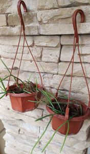 Mistletoe Cactus