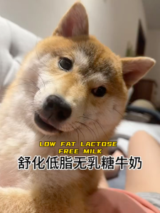 YILI SHUHUA MILK PET DOG CAT MIXED FOOD HYDRATING HIGH CALCIUM 0%LACTOSE FREE LOW FAT MILK(220ML) 伊利舒化奶宠物猫狗通用拌粮补水营养高钙零乳糖低脂牛奶