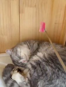 Cây gãi ngứa cho Mèo phiên bản kéo dài (mẫu mới) - Love Pets Shop