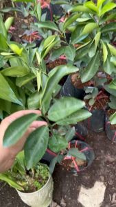 CÂY GIỐNG QUÝT HỒNG (QUÝT TIỀU) CÂY CAO 50CM -110 CM TUỲ THEO LÔ CHUẨN GIỐNG 100%