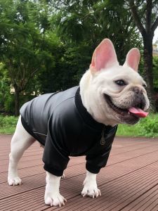 Trendy Autumn & Winter Pet Clothes: Comfortable & Stylish Options