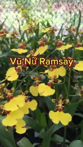 Hoa lan vũ nữ ramsay