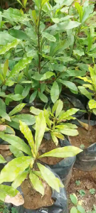 MAGIC BERRIES SEEDLING live plant 1 feet fruiting stages