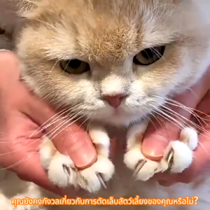 ✂️ที่ตัดเล็บแมว กรรไกรตัดเล็บสแตนเลสสุนัขและแมว กรรไกรตัดเล็บแมว กรรไกรตัดเล็บสัตว์ ป้องกันการตัดไปที่เส้นเลือดของแมว