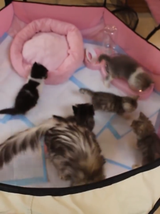 กรงแมว คอกแมว คอก แมว คอกกั้นแมว คอกสัตว์เลี้ยงพับได้ คอกสัตว์เลี้ยงพับเก็บได้ คอกสัตว์เลี้ยง ที่นอนสุนัขพกพา กรงสัตว์เลี้ยงที่พับได้