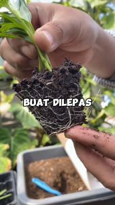 Tray Semai 72 Lubang Traypot Hidroponik - Kardus 100 pcs