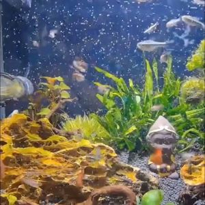 ชุด ฟักไข่อาร์ทีเมีย: 18 ชิ้น อาหารลูกปลา ชุดอุปกรณ์เป่าไข่อาทีเมีย: อาหารปลากัด พร้อมใช้งาน