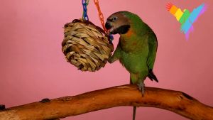 Super Bird Creation - Hanging Treat Basket Bird Toy