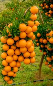 BIBIT MURAH JERUK MANDARIN🌱 Lebih Manis Dari jeruk Yang Lainya Kulit Lebih Tipis Yang Lebih Mudah Dikupas. Berbicara tentang jeruk berkulit tipis Trump kalah dalam pemilihan. Jeruk mandarin sering dimakan mentah itu juga enak
