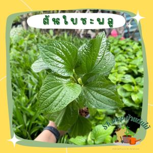 ต้นใบชะพลู กินกับเมี่ยงคำ ขนาดถุงดำ6นิ้ว ผักสวนครัว ต้นกล้าผัก ผักสวนครัวพร้อมปลูก ผักออร์แกนิก สมุนไพร