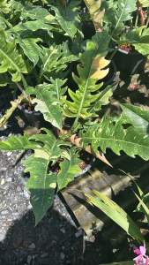 🌱ฟิโลเดนดรอน ใบเลื่อยด่าง🌱ไม้ฟอกอากาศใบเก๋ #ฟิโลเดนดรอนใบเลื่อยด่าง #ฟิโลเดนดรอนใบเลื่อยด่าง (Philodendron Ring of Fire) ป็นอีก หนึ่งต้นไม้น่าสะสม ด้วยเอกลักษณ์ใบที่หยิกพริ้วทั้งสองข้าง คล้ายซี่ฟันเลื่อย ใบมีลายด่าง หลากหลายสีตั้งแต่ สีเขียวเข้ม สีเ