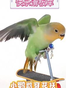 【C】Bird Parrot Toy Skateboards Plastic Reptiles Entertainment Training Tool ACC Bird Supplies Skates
