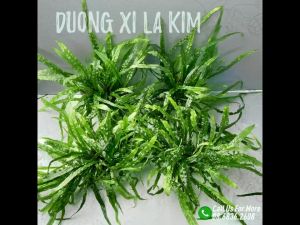 Chậu Cây thủy sinh cắt cắm  dương xỉ  rêu mini fish