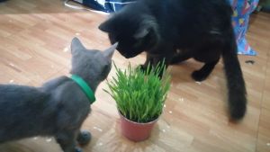 100% Organic Non-GMO Cat Grass: The Perfect Solution for Your Furry Friends