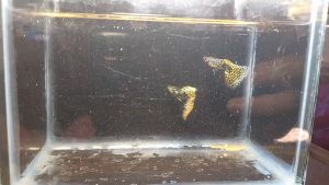 YELLOW TIGER KING COBRA GUPPY PAIR