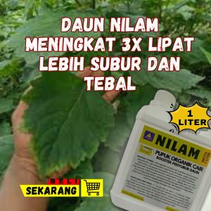 Pupuk Nilam Penambah Minyak Obat Boster Penyubur Daun Nilam Pupuk Cair Organik Raja Nilam By Artagro
