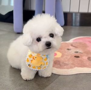 ผ้าพันคอผ้าลูกไม้สำหรับแมวสุนัขน่ารักผ้าซับน้ำลายเด็กสำหรับสัตว์เลี้ยงผ้าพันคอสำหรับตกแต่งภาพเครื่องประดับ