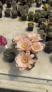 อิชินอปซิส & โลบิเวีย Echinopsis & Lobivia แคคตัส กระบองเพชร cactus&succulent