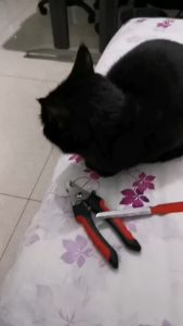 กรรไกรตัดเล็บหมา ที่ตัดเล็บหมา ที่ตัดเล็บสุนัขกรรไกร ตัดเล็บน้องหมา กรรไรตัดเล็บแมว กรรไกรตัดเล็บสัตว์เลี้ยง กรรไกรตัดเล็บสูง แมว พร้อมตะไบ Pet Nail Clipper