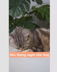 [ bánh thưởng ] Bánh thưởng Catnip gói 40g cho mèo ăn vặt