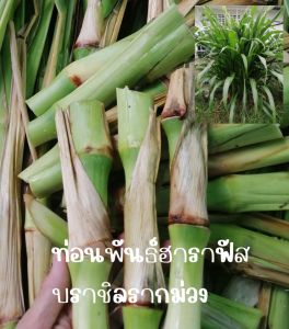 ท่อนพันธ์หญ้าฮาราฟัสบราชิล30ท่อน​ปลูกง่ายโตเร็ว