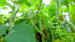 (20 SEEDS) BAGUIO BEANS SEEDS/BARAK BEANS/HYBRID/EASY TO GROW/HIGH YIELDING