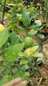 Bibit Jeruk Nipis Shrubs And Tree Seeds dengan Super Cepat Berbuah