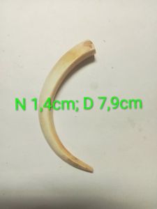 Mặt dây chuyền nanh Lợn mini không gắn chụp bạc thời trang nam nữ .