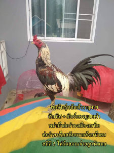 ไข่ไก่ชนพม่าม้าล่อรำงเมีองเหนือเจ้าวายุเทพ
