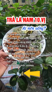 Trà Lá Nam 10 Vị giảm Cân (50 Gói)Giảm mỡ Bụng xẹp bụng Thanh Lọc cơ thể Giải độc Gan Chống lão Hoá