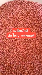 เมล็ดผักชีไทยคัดพิเศษต้นใหญ่แตกกอดีปริมาณ10000++เมล็ดถุงใหญ่ปลูกกินก็ง่ายปลูกขายก็รวย