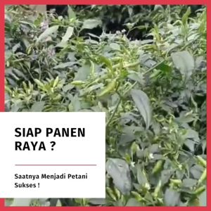 PANEN RAYA - Benih Cabe Rawit Hijau 10gr Bibit benih Cabai Ijo Setengah Merunduk Dataran Rendah - Tinggi 50 - 850 mdpl 10 Gram Isi -+2000 biji/butir kualitas Unggulan - cabe rawit lokal super - cabai rawit buah lebat - sudah pasti panen raya melimpah