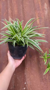 Cây Lan Phát Tài - Cây kéo khách - Size để bàn!