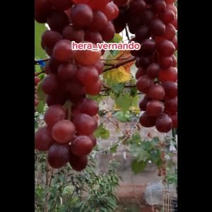 Bibit Anggur Import Merah Super Manis Cepat Berbuah