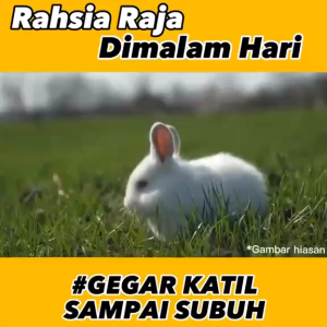 Pati Minyak Arnab Jantan | Kuatkan Kotey | Kebas Kaki Tangan | Sakit Lutut | Kembung Perut | Buang Angin | Lumpuh | Rawat Urat