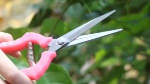 Gardening Scissors/Special Serrated Shears/Grape Pruning Shear/Gunting Berkebun/Bergerigi Khas