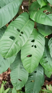 Rhapidophora Megasperma “Gorilan” - - Pokok Rhapidophora Megasperma Gorilan - गोरिलन रैपिडोफोरा Rhapidophora Megasperma – Gorilla-Like Foliage Bold Tropical Aroid Rare Climber Indoor Jungle Vibes LIVE PLANT