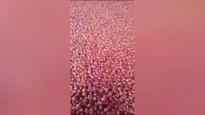 Bawang merah super rempah bumbu dapur asli garut 500gr /UMKM lokal