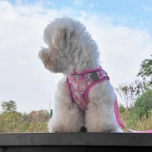 Adjustable Pet Dog Harness Reflective Breathable Dog Harness With Leash Outdoors Walk Puppy Harness Leash