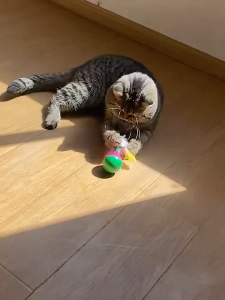 ของเล่นสำหรับแมวที่มีสีสันต่าง ๆ เช่น ลูกบอลเชือก ระฆังแมว ลูกบอลเชือกแมว และของเล่นสำหรับสัตว์เลี้ยงอื่น ๆ ของเล่นแมว