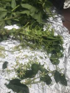 Trà Đu Đủ đực lân cả hoa khô sạch gói 1KG tiêu u và phong chống ung thư